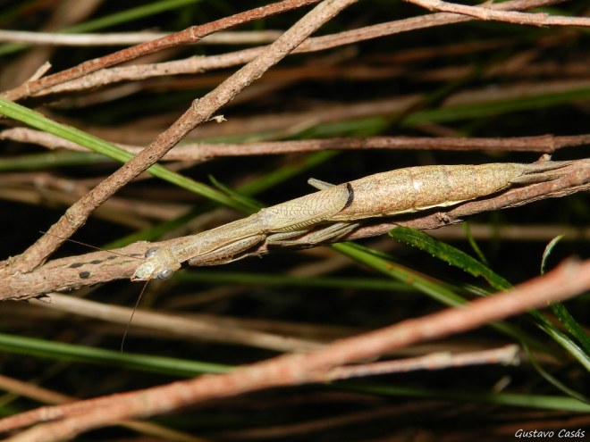 orthoderella elongata